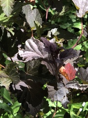 Podosphaera physocarpi