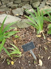 Iris tectorum