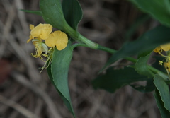 Commelina africana barberae