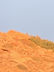 Tetraogallus himalayensis
