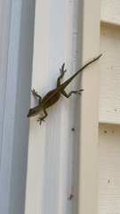 Anolis carolinensis