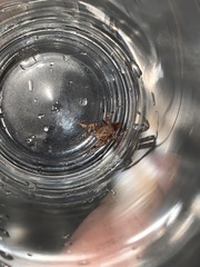Arachnida