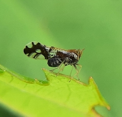 Liburniella ornata