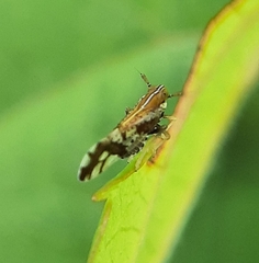 Liburniella ornata