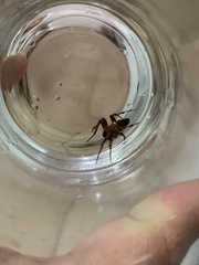 Arachnida