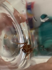 Arachnida