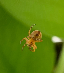 Araneidae