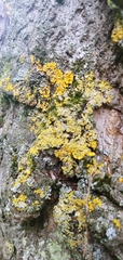 Xanthoria parietina