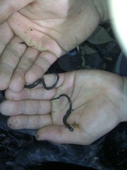 Batrachoseps nigriventris