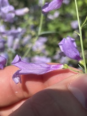 Penstemon sepalulus