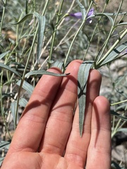 Penstemon sepalulus