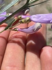 Penstemon sepalulus