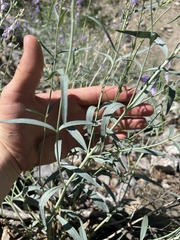 Penstemon sepalulus