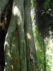 Pleomele arborea