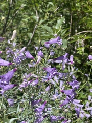 Penstemon sepalulus