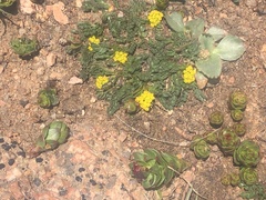Cymopterus humilis