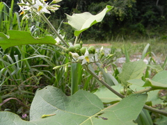 Solanum torvum image