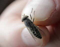 Tabanus maculicornis