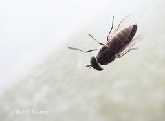 Tabanus maculicornis