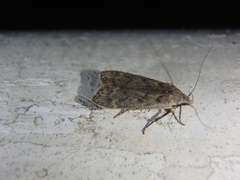Anacampsis populella