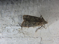 Anacampsis populella