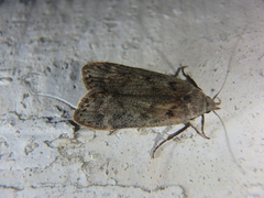 Anacampsis populella