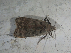 Anacampsis populella