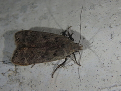 Anacampsis populella