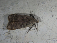 Anacampsis populella