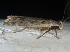 Anacampsis populella