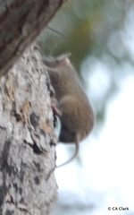 Antechinus stuartii