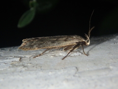 Anacampsis populella