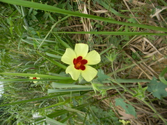 Hibiscus physaloides image