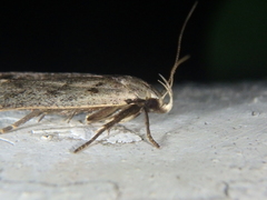 Anacampsis populella