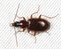 Agonum lutulentum