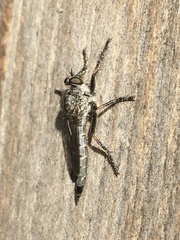 Machimus notatus