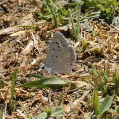 Polyommatus albicans
