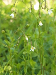 Linum catharticum