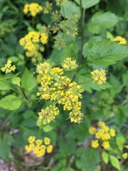 Thaspium barbinode