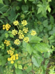 Thaspium barbinode