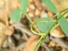 Desmodium scorpiurus