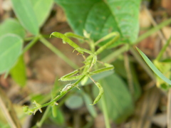 Desmodium scorpiurus