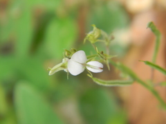 Desmodium scorpiurus