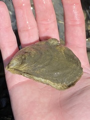 Crassostrea virginica