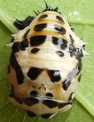 Coccinellidae