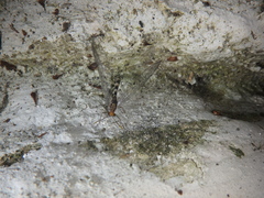 Megistopus flavicornis