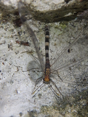 Megistopus flavicornis