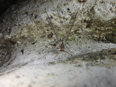 Megistopus flavicornis