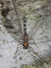 Megistopus flavicornis