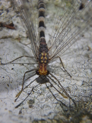 Megistopus flavicornis